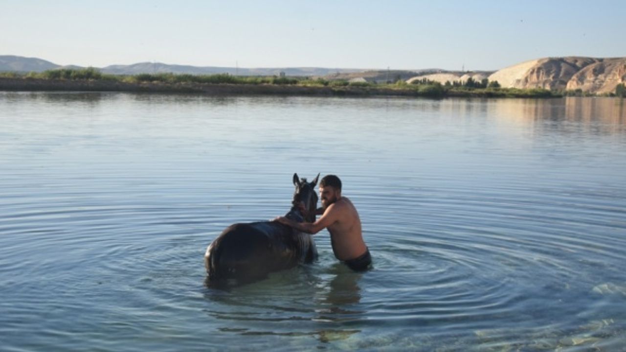 Şanlıurfa'da sıcaktan bunalan atlar Fırat Nehri'nde serinletildi