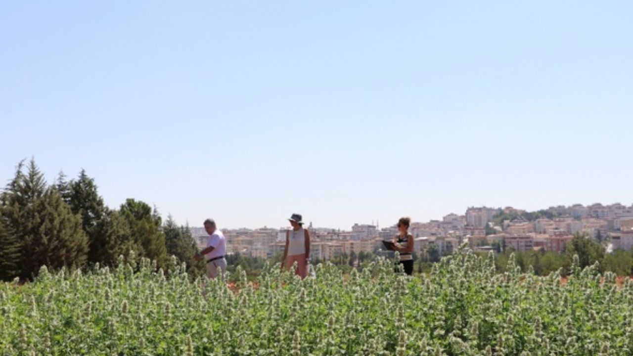 Gaziantep'te 30 yeni tıbbi ve baharat bitkisi yetiştirmek için denemeler başladı