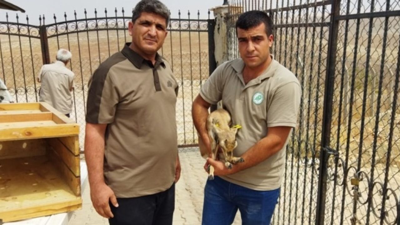 Şanlıurfa'da tedavisi tamamlanan ceylan yavrusu doğaya bırakıldı