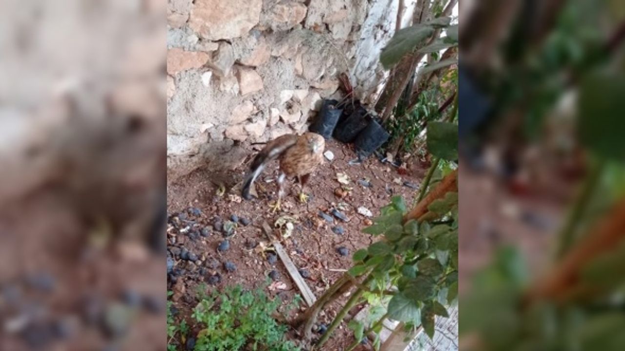 Şanlıurfa'da yaralı bulunan kızıl şahin tedavi altına alındı