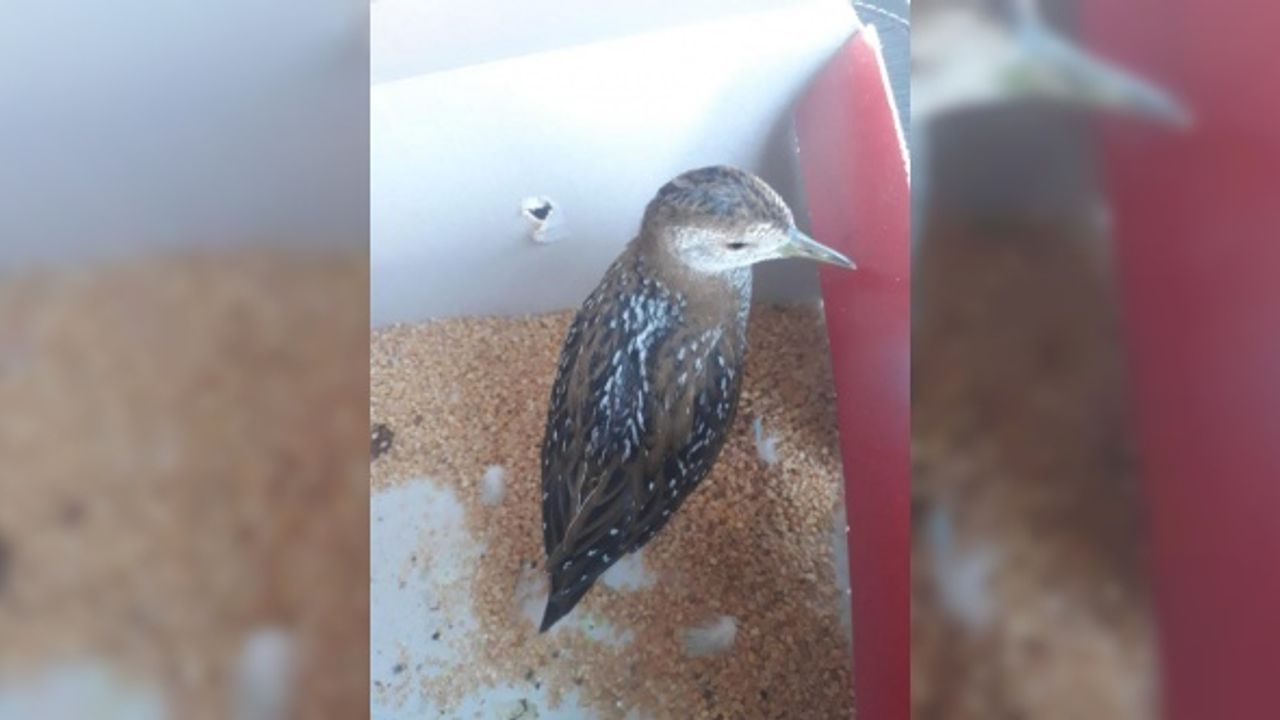 Şanlıurfa'da bitkin halde bulunan benekli su tavuğu tedavi edildi