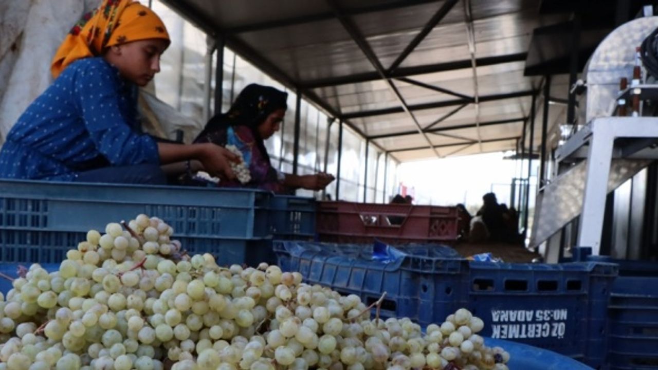 Şanlıurfa'da seralar kadınlara istihdam kapısı oluyor
