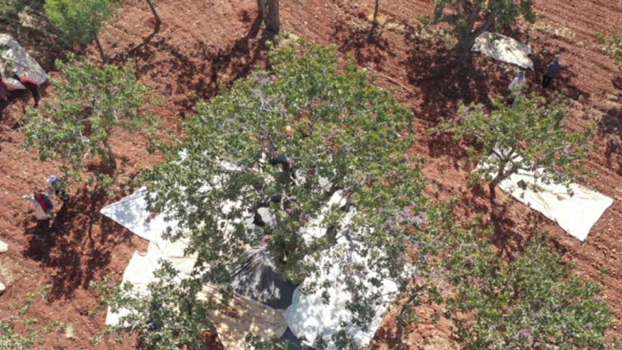 Tescillenen Şanlıurfa keten köyneği fıstığının dünya pazarına açılması için çalışma yapılacak