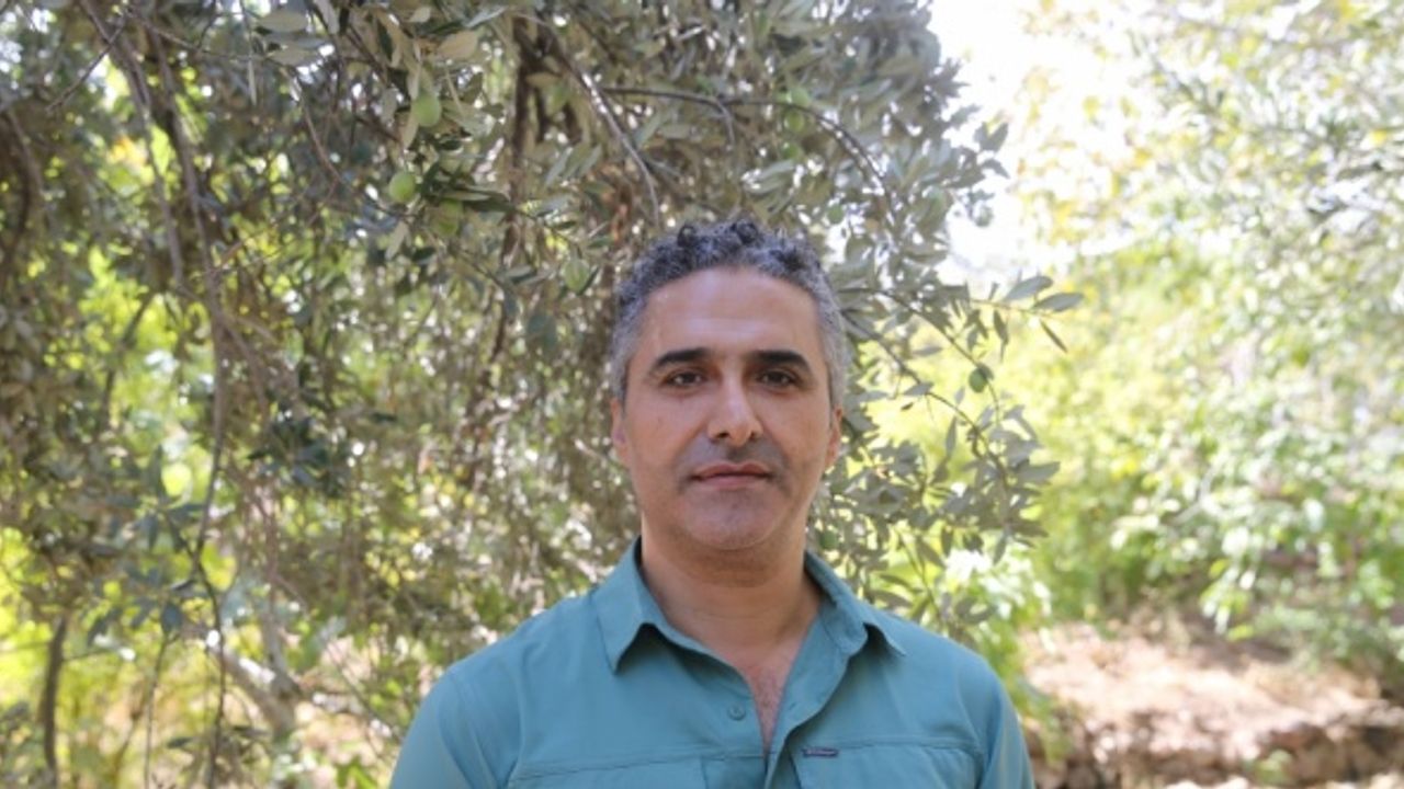 Derik zeytininde rekolte beklentisi 6 katına çıktı