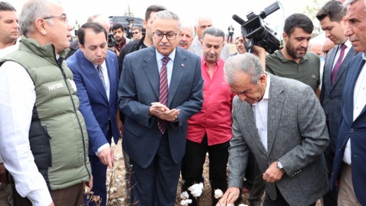 Diyarbakır'da üretilen pamukta 438 bin ton rekolte bekleniyor