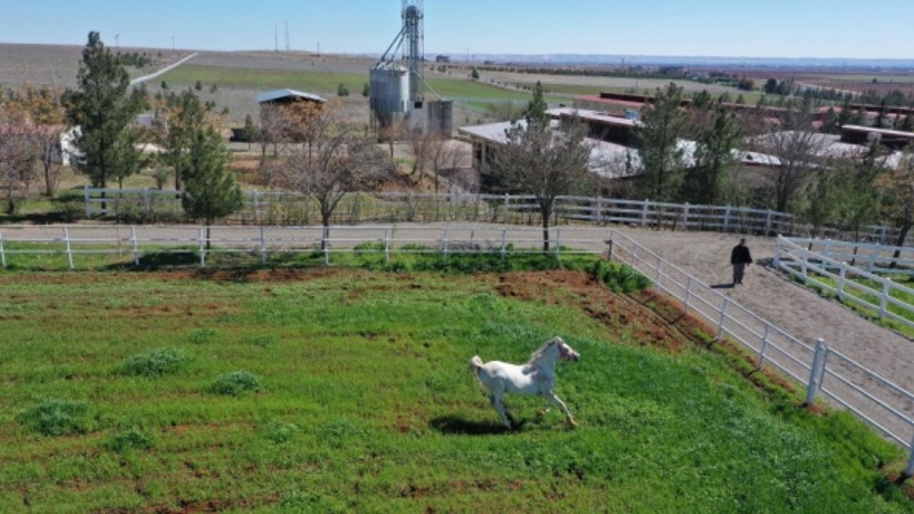 Emekliye ayrılan şampiyon atların yavruları Şanlıurfa'da modern tesiste yetiştiriliyor