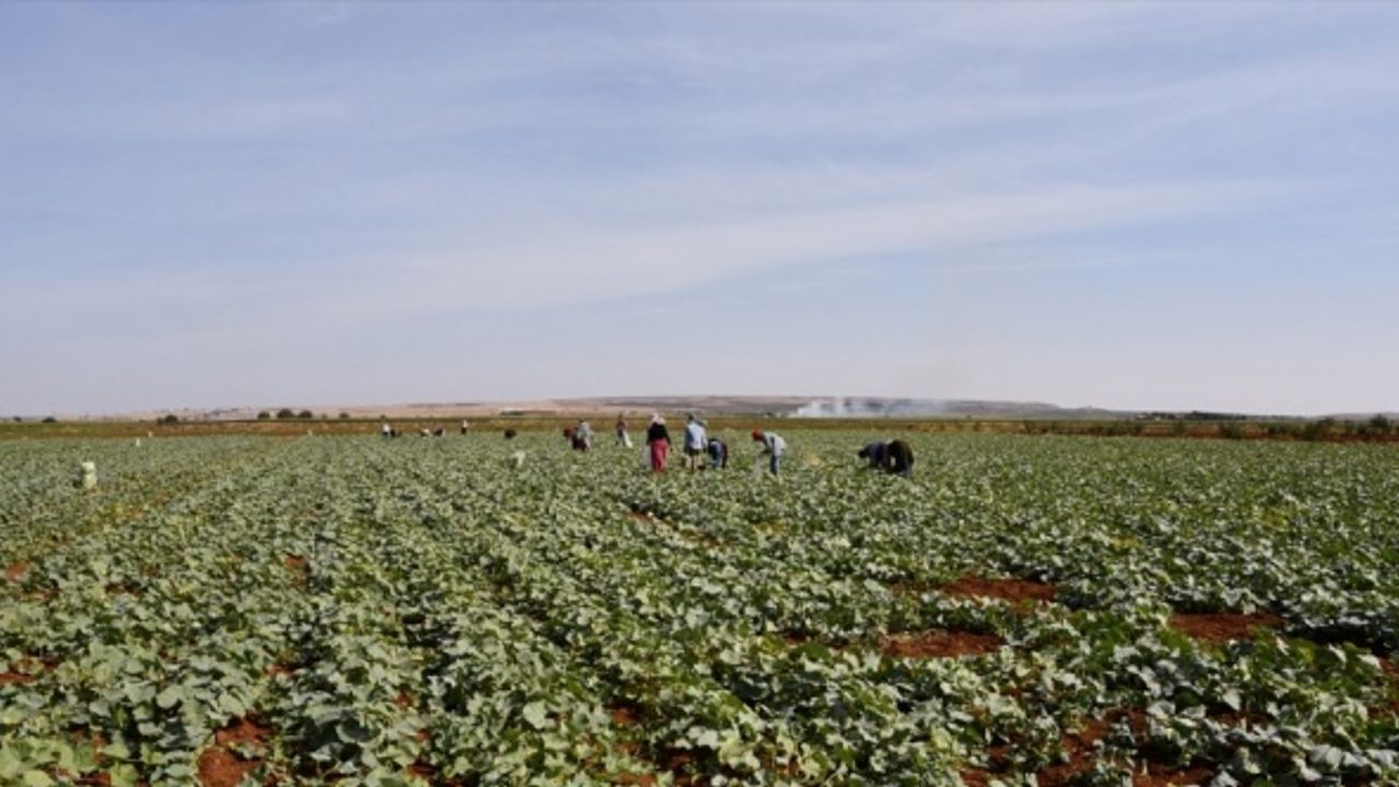 Gaziantep'te turşuluk acur hasadı devam ediyor