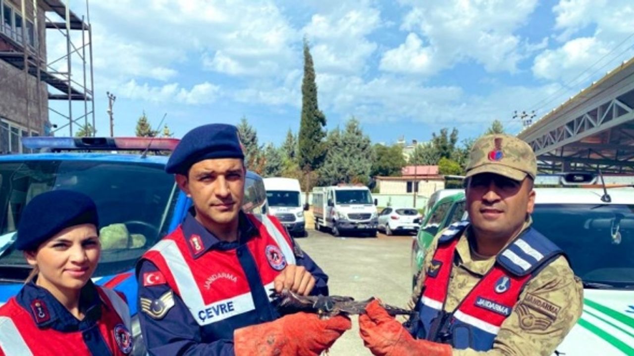 Kilis'te yaralı bulunan atmaca koruma altına alındı