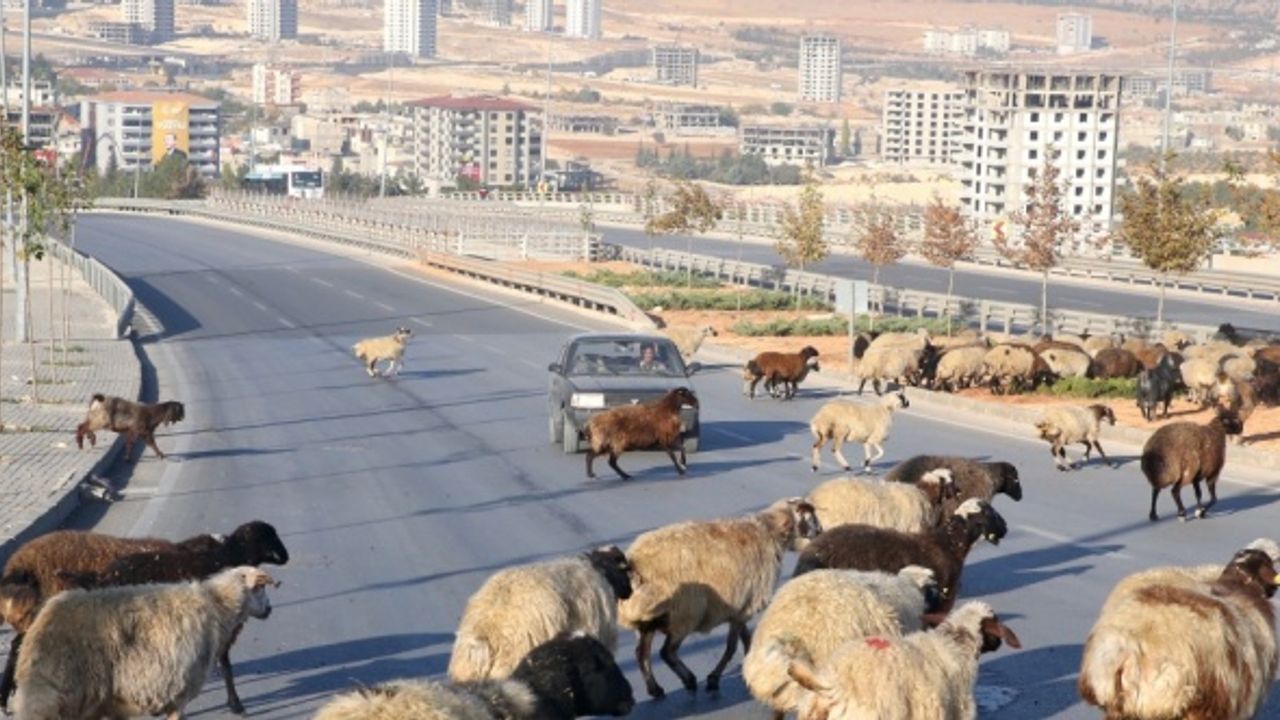 Gaziantep'te kara yoluna inen koyun sürüsü, sürücülere zor anlar yaşattı