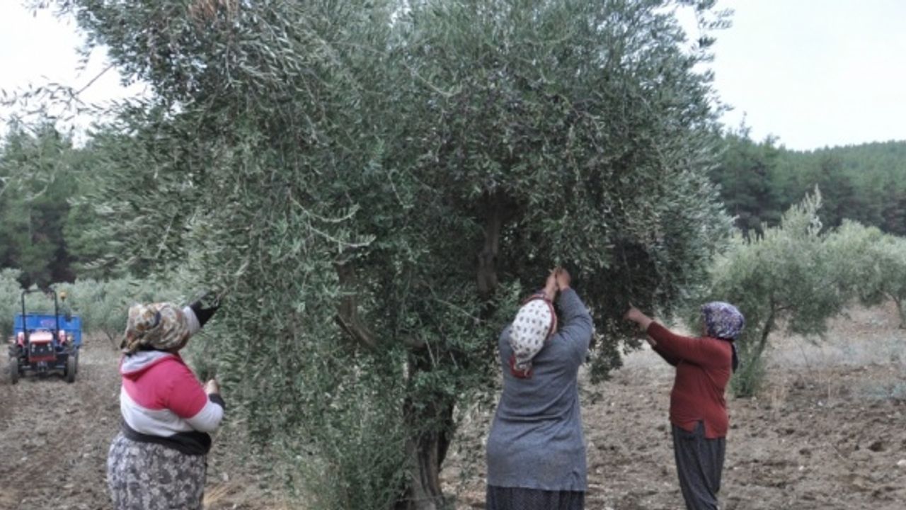 İslahiye'de 6 bin tonu aşkın zeytin rekoltesi bekleniyor