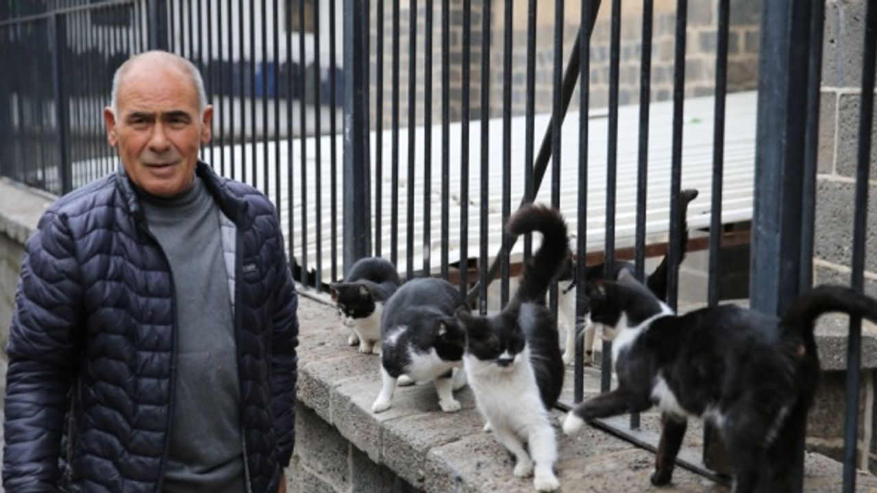 Diyarbakırlı esnaf yaklaşık 30 sahipsiz kediyi her gün besliyor
