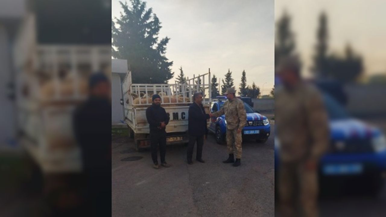 Şanlıurfa'da 28 koyunu çaldıkları iddia edilen 2 kişi yakalandı