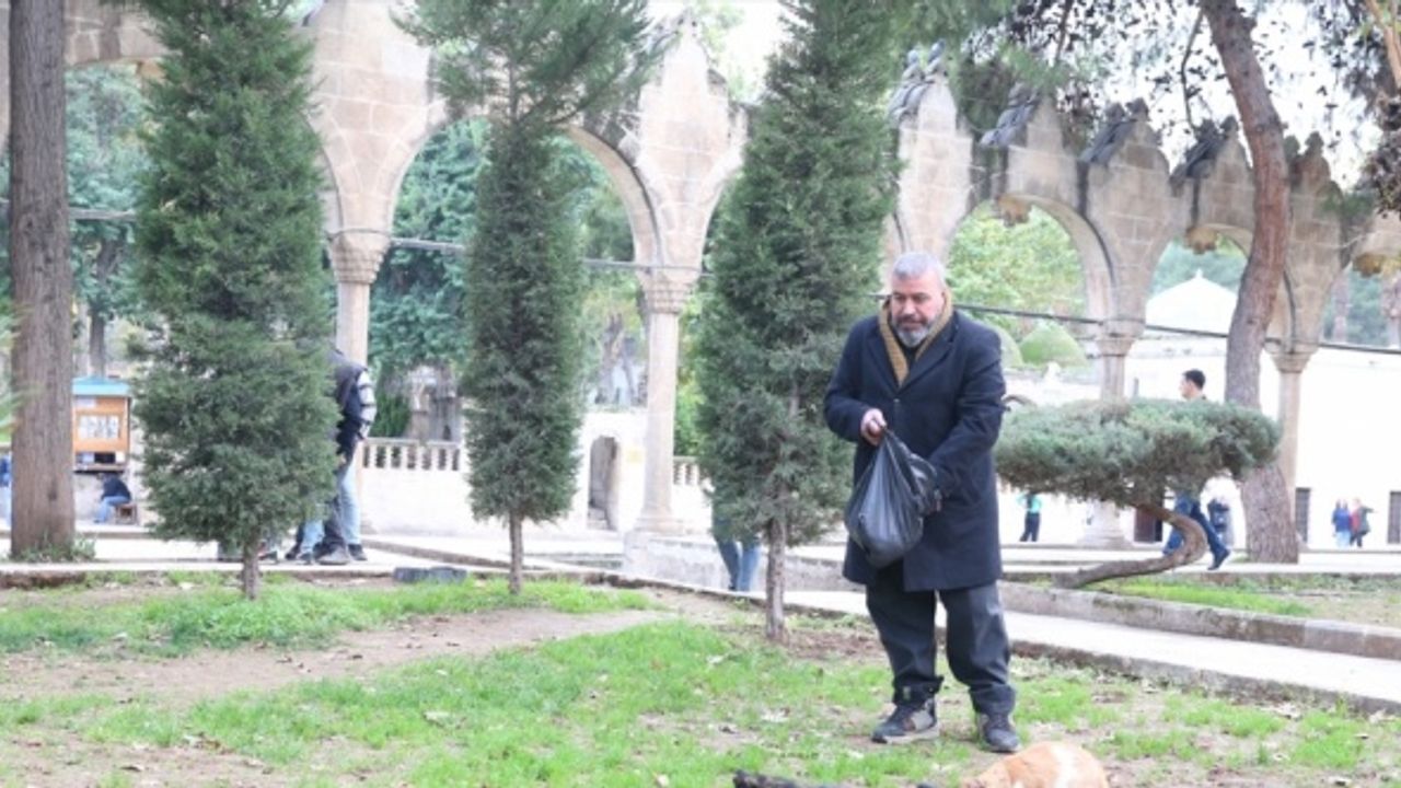 Şanlıurfalı hayvansever esnaf, 15 yıldır Balıklıgöl'deki kedileri besliyor
