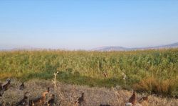 Adıyaman'da biyoçeşitliliğin artması için doğaya 1200 sülün salındı