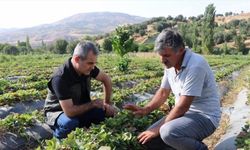Batman'da 16 orman köylüsüne çilek üretimi için hibe desteği verildi