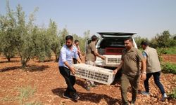 Şanlıurfa'da biyoçeşitliliğin artması için doğaya 250 sülün salındı