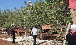Diyarbakır'da fıstık hasadı başladı