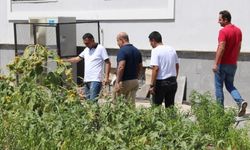 Diyarbakır'da okulda yetiştirilen ayçiçeği tek kökte 65 baş verdi