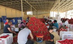 Gaziantep'te binlerce işçi biber temizleyerek aile bütçesine katkı sağlıyor