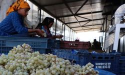Şanlıurfa'da seralar kadınlara istihdam kapısı oluyor