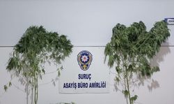 Şanlıurfa'da uyuşturucu operasyonunda 2 kişi yakalandı