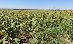 Silopi'de 100 dekar alanda ayçiçeği ekildi