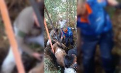 Adıyaman'da bataklığa saplanan inek kurtarıldı