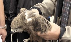 Adıyaman'da okul bahçesinde bulunan atmaca koruma altına alındı