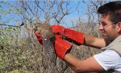 Kilis'te ayağına dolanan iple çalılıklara takılan atmaca kurtarıldı