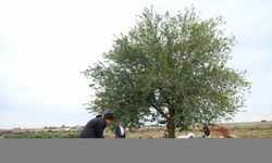Kuyudan su çekerken keşfedilen Beritan bilek güreşinde bronz madalyanın sahibi oldu