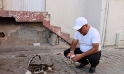 Mardin'de başı damacanaya sıkışan yavru kedi kurtarıldı