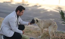 Sahiplendiği 3 köpeğin ölümüne neden olan sürücülerden şikayetçi oldu