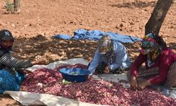 ŞEHİRLERİN LEZZET REKABETİ - Gaziantep ve Şanlıurfa arasında ismi paylaşılamayan lezzet: Fıstık