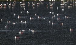 Tuz Gölü'nde alınan tedbirlerle yavru flamingolar kurtuldu