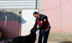 Adıyaman'da sahipsiz hayvanlara kuduz aşısı yapılıyor