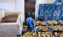 Gastronomi kenti Gaziantep'in üzümleri cevizli sucuğa dönüşüyor