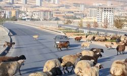 Gaziantep'te kara yoluna inen koyun sürüsü, sürücülere zor anlar yaşattı