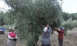 İslahiye'de 6 bin tonu aşkın zeytin rekoltesi bekleniyor