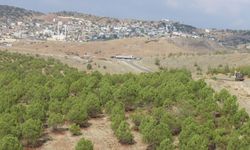 Kilis'te atıl durumdaki araziler köylüye gelir getirici ağaç türleriyle yeşeriyor