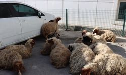 Adıyaman'da ahırdan kaçan 13 koyun bulunarak sahibine teslim edildi