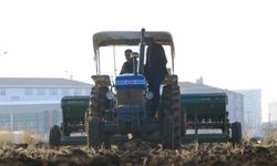 Diyarbakır'da 100 dönümlük atıl arazide mercimek ekildi