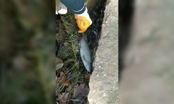 Nizip Çayı'nda balık ölümleri görüldü