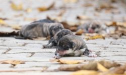 Siirt'te çöp konteynerine atılan köpek yavrularını temizlik personeli kurtardı