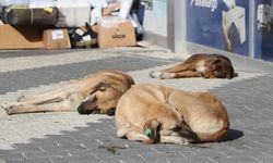 Ankara'ya "hasta köpek" getirenler yakalandı