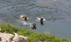 Başıboş köpekler suda yaşayan canlılara da saldırmaya başladı