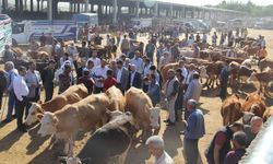 Kurban pazarlarında satılamayan kurbanlıklar ESK tarafından satın alınacak