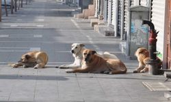 Başıboş sokak köpekleri teklifi komisyondan geçti