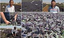 Çiftçiler: Türkiye'nin en iyi ve kaliteli mor reyhanı Batman'da yetişiyor