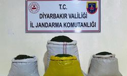 Diyarbakır'da 170 bin kök keneviri 52 kilogram esrar ele geçirildi