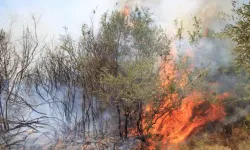 Kahramanmaraş'ta orman yangını